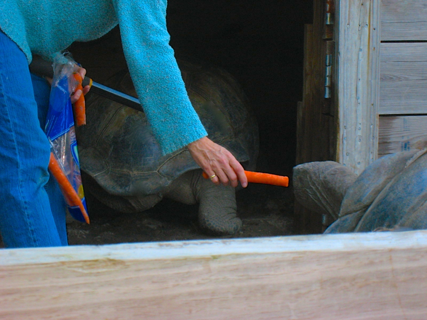 ALDABRA BREEDER