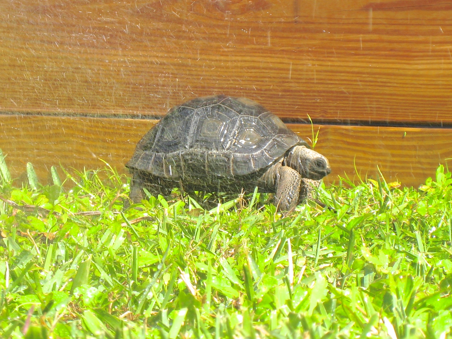 ALDABRA BREEDER