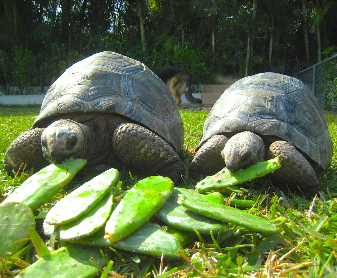 ALDABRA BREEDER