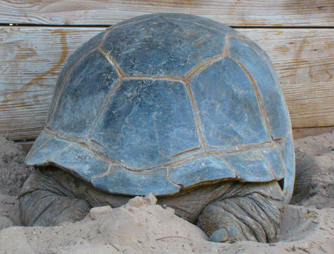 ALDABRA BREEDER