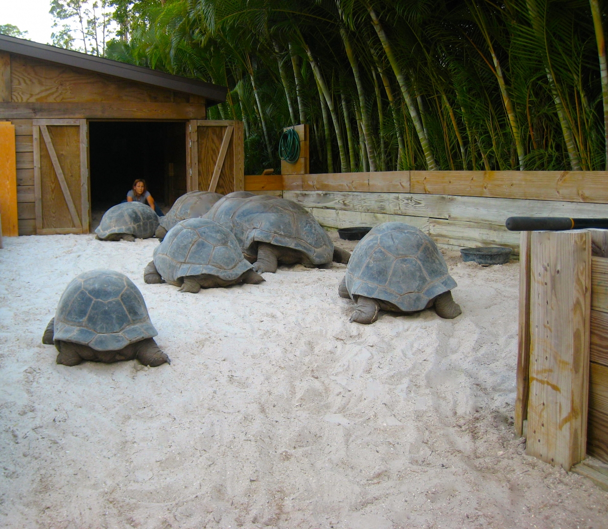 ALDABRA BREEDER