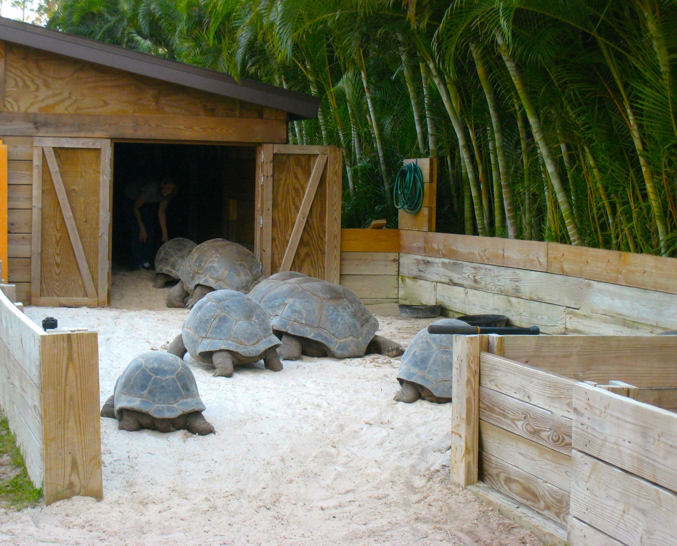 ALDABRA BREEDER