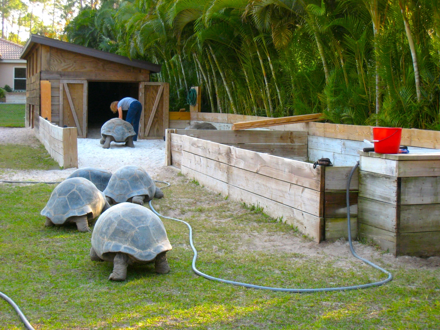 ALDABRA BREEDER