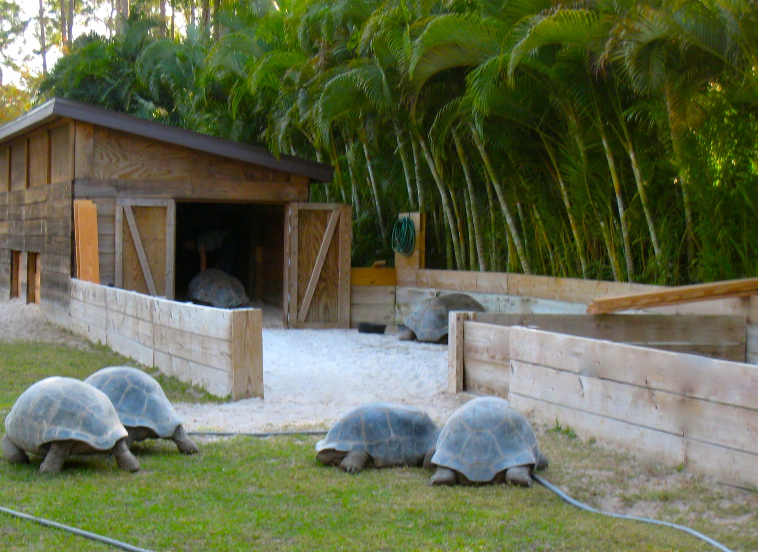 ALDABRA BREEDER