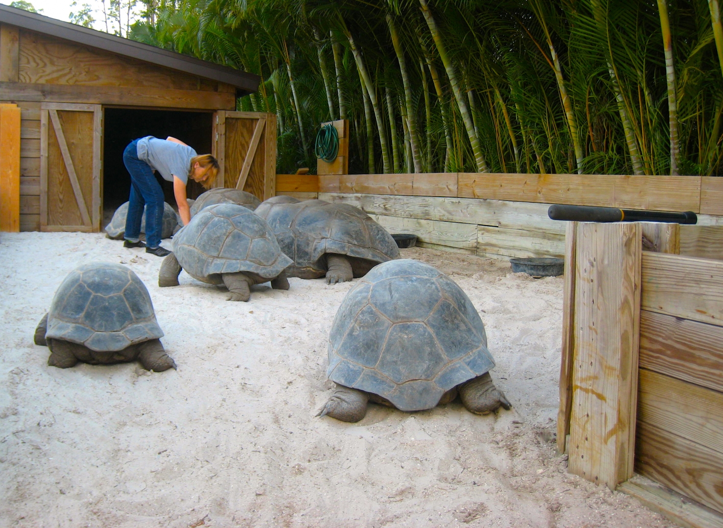 ALDABRA BREEDER