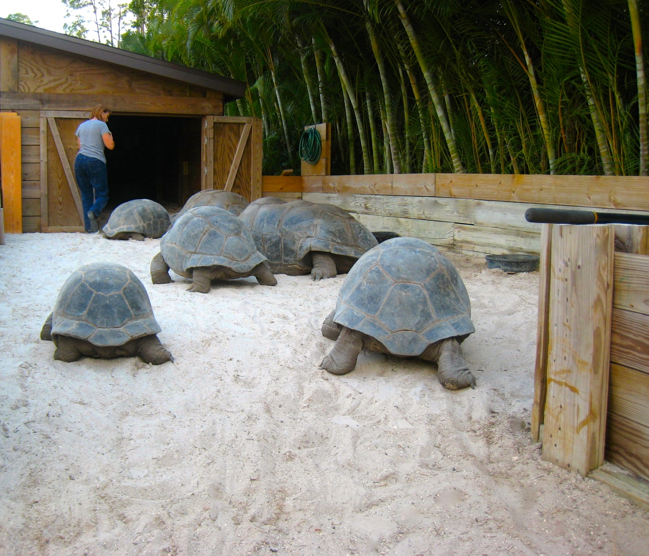 ALDABRA BREEDER