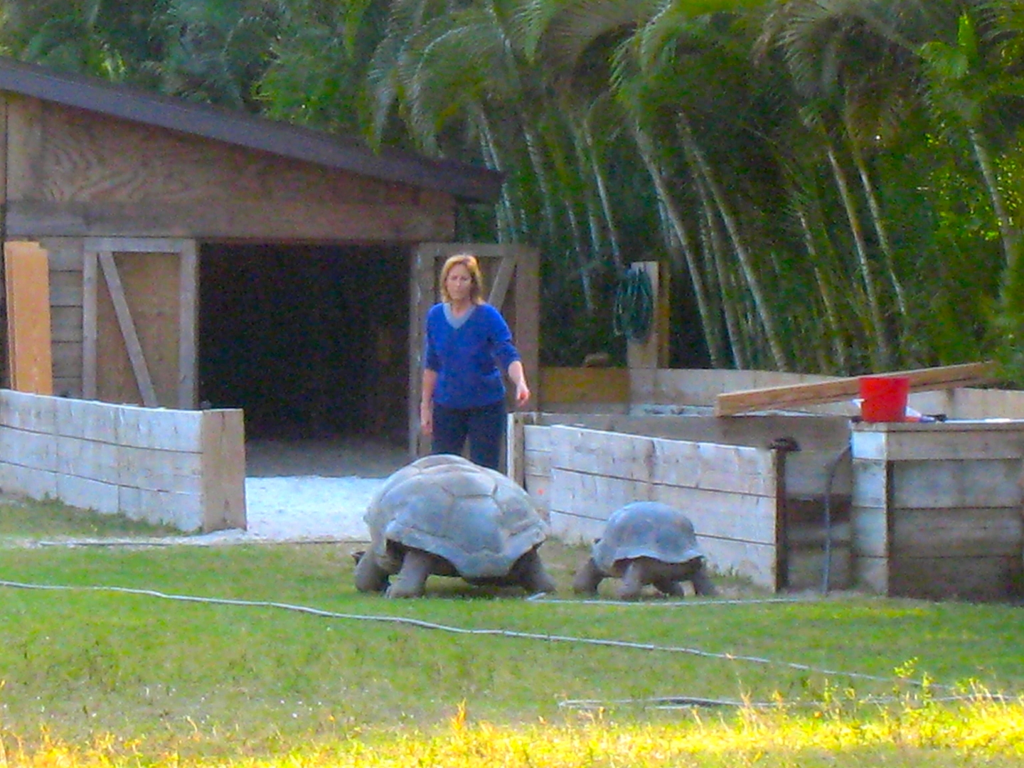 ALDABRA BREEDER