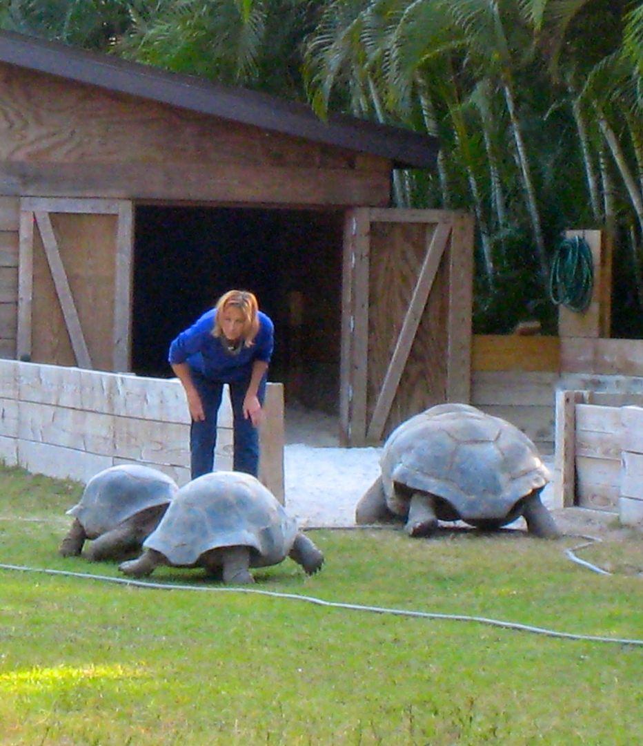 ALDABRA BREEDER