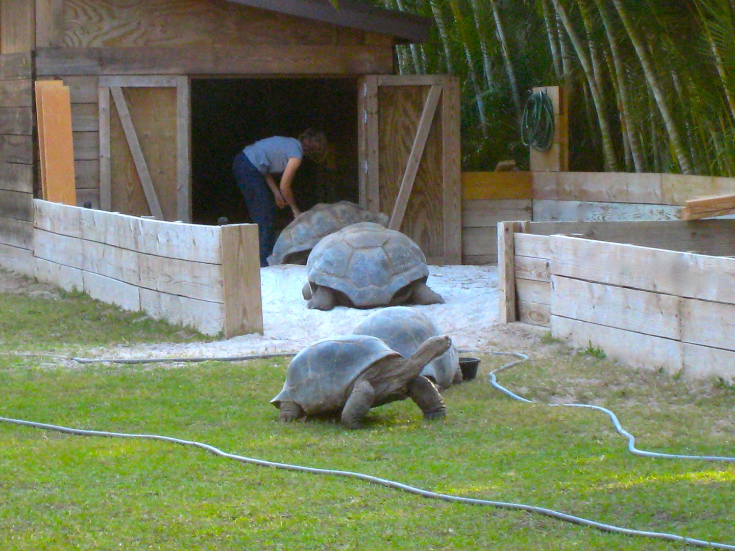 ALDABRA BREEDER