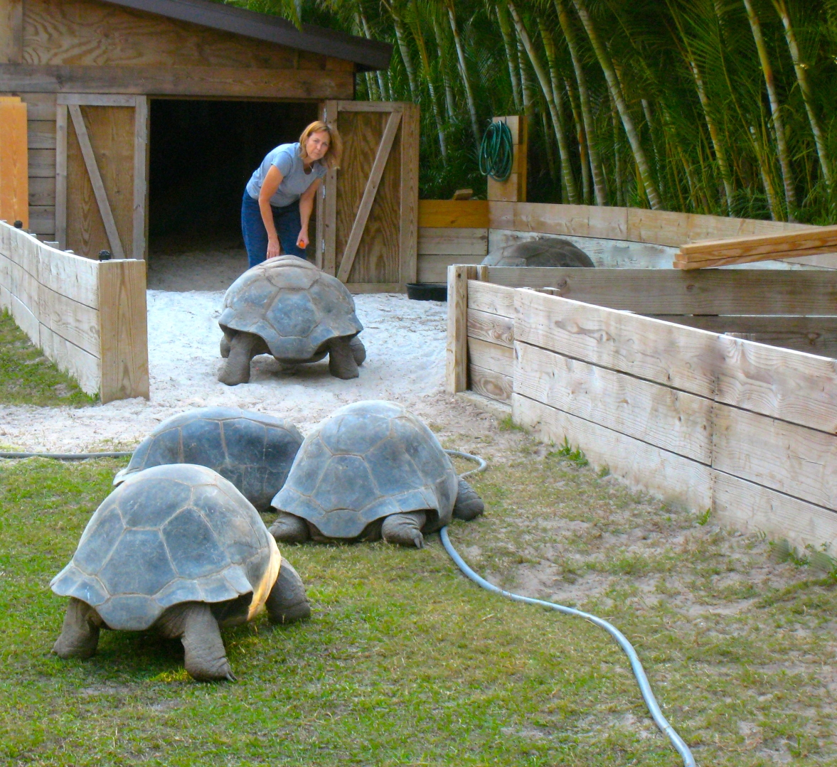 ALDABRA BREEDER
