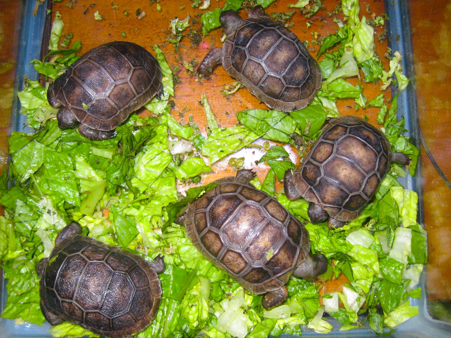 ALDABRA BREEDER