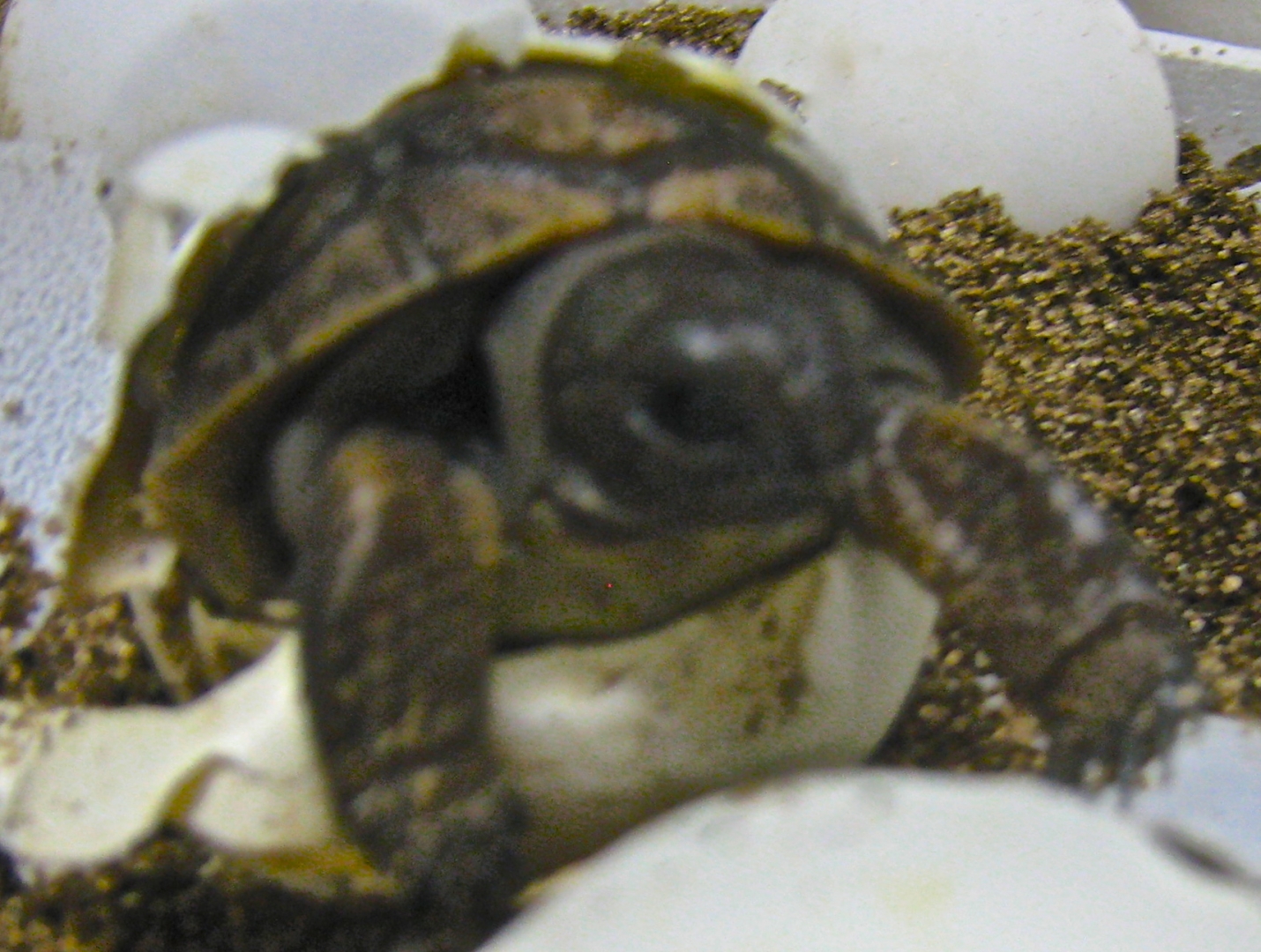 ALDABRA BREEDER