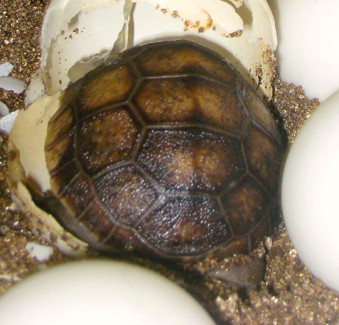 ALDABRA BREEDER
