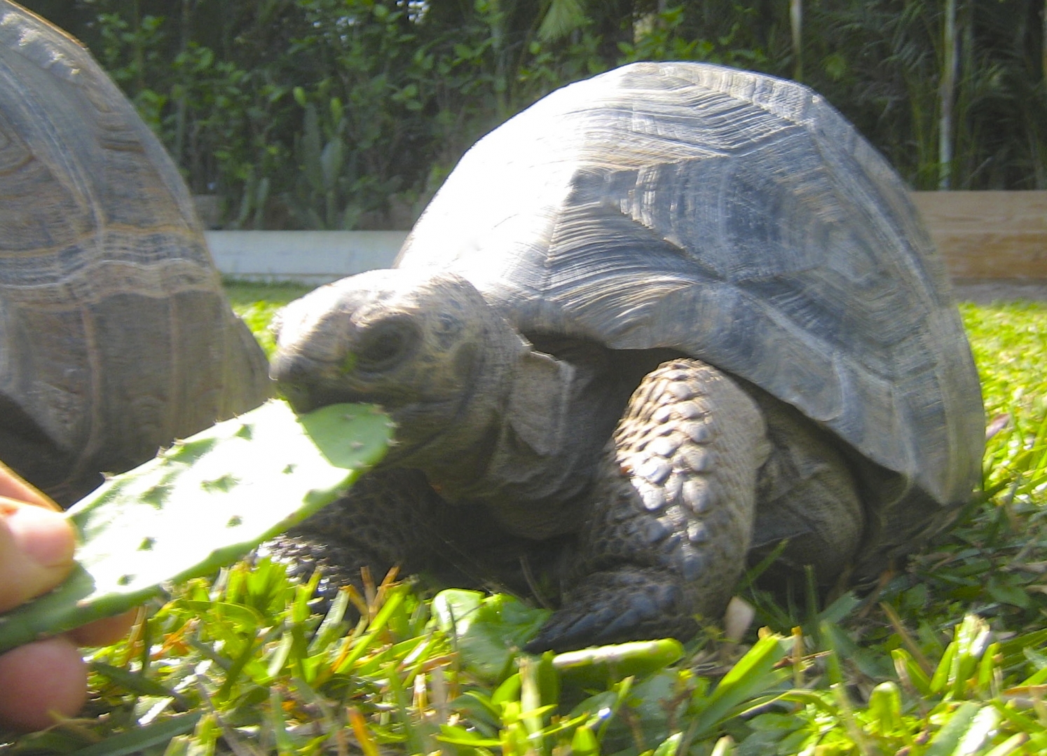 ALDABRA BREEDER