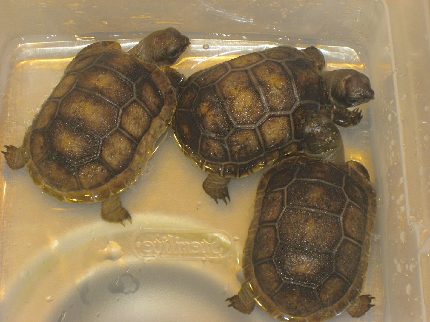 ALDABRA BREEDER