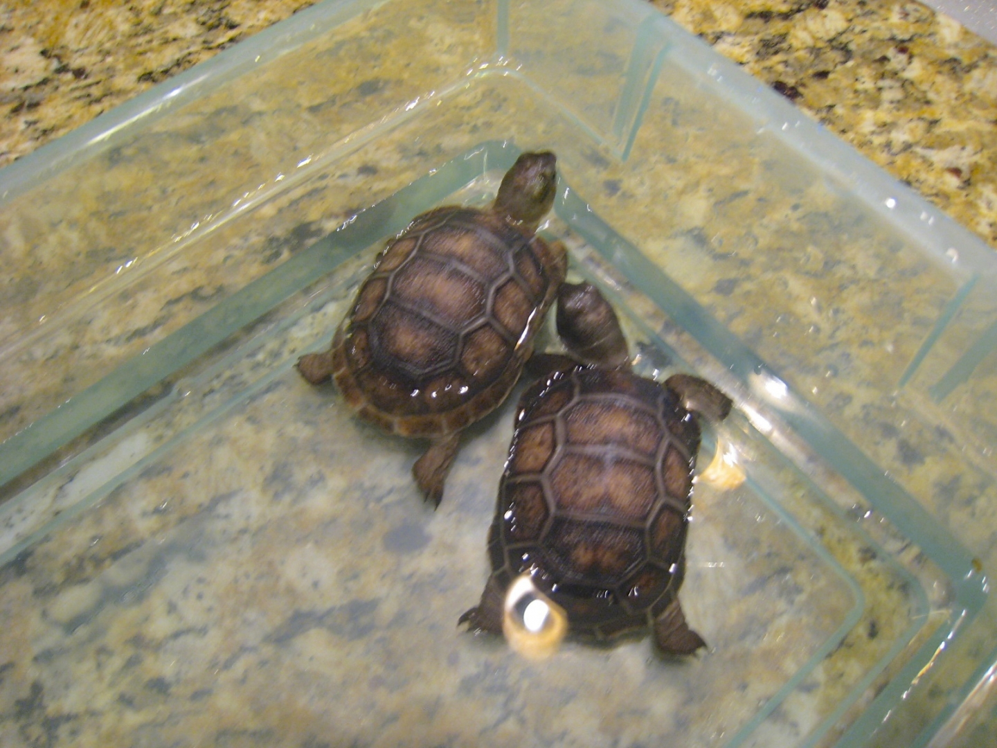 ALDABRA BREEDER