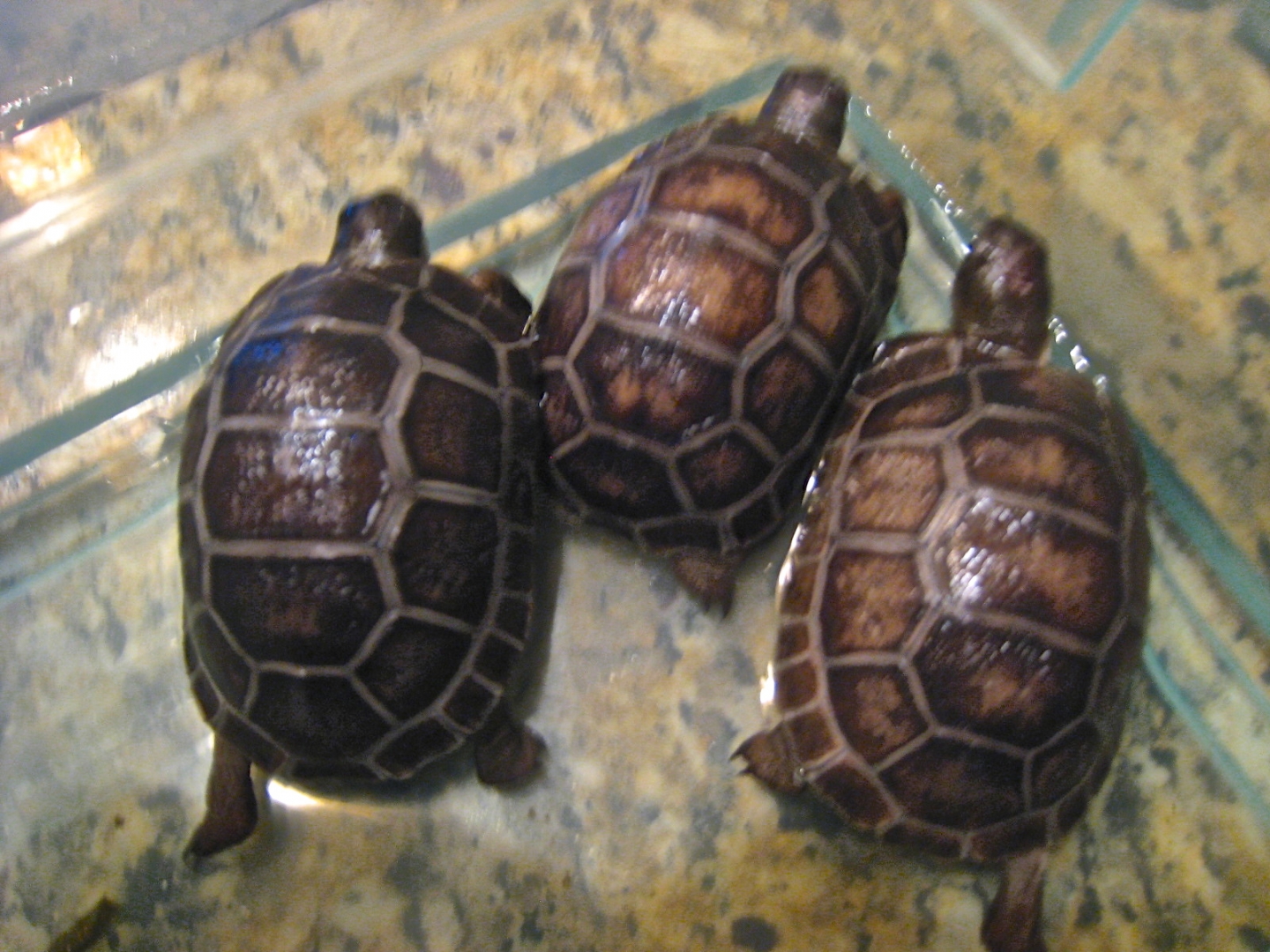 ALDABRA BREEDER