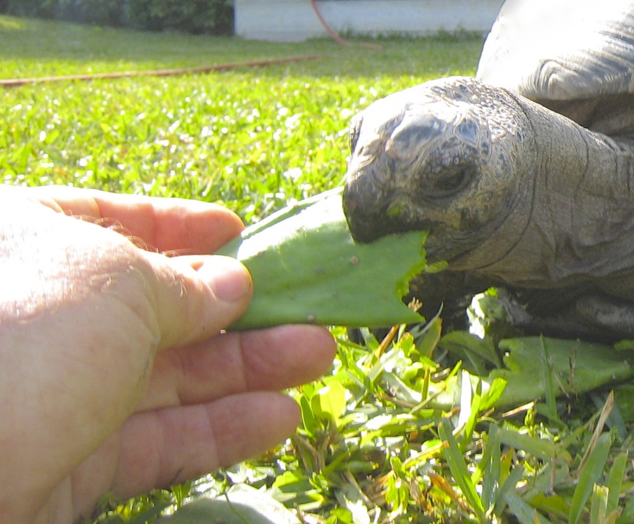 ALDABRA BREEDER