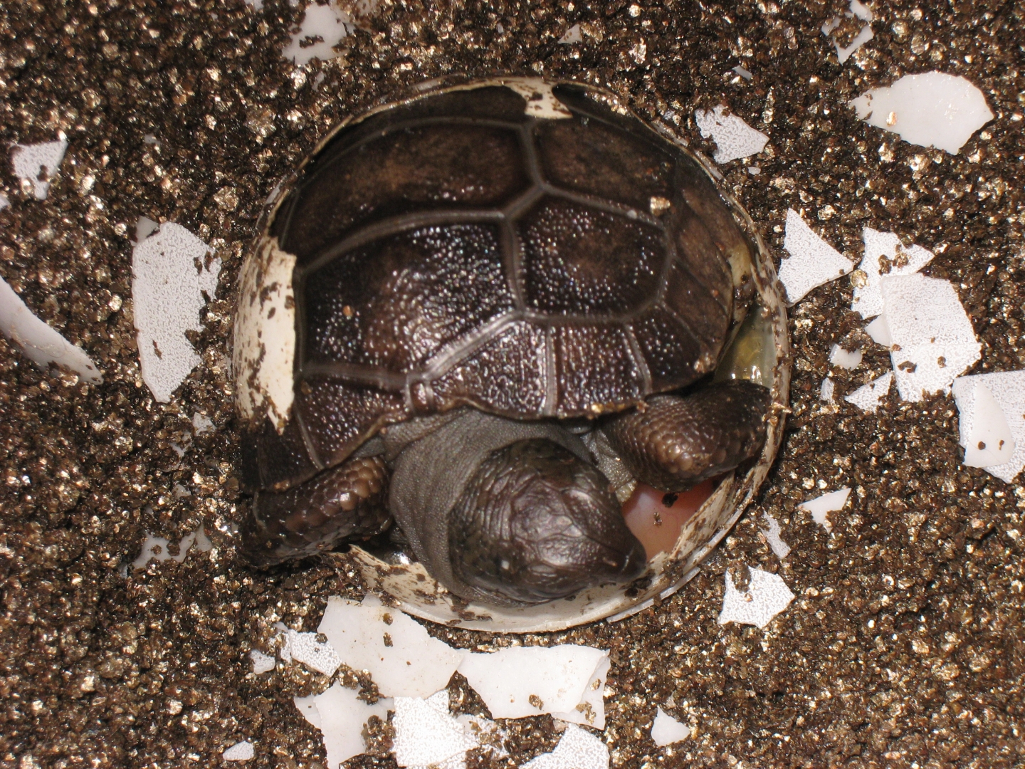 ALDABRA BREEDER