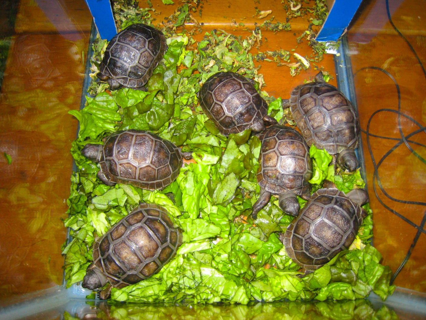 ALDABRA BREEDER
