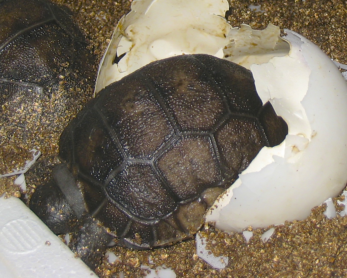ALDABRA BREEDER