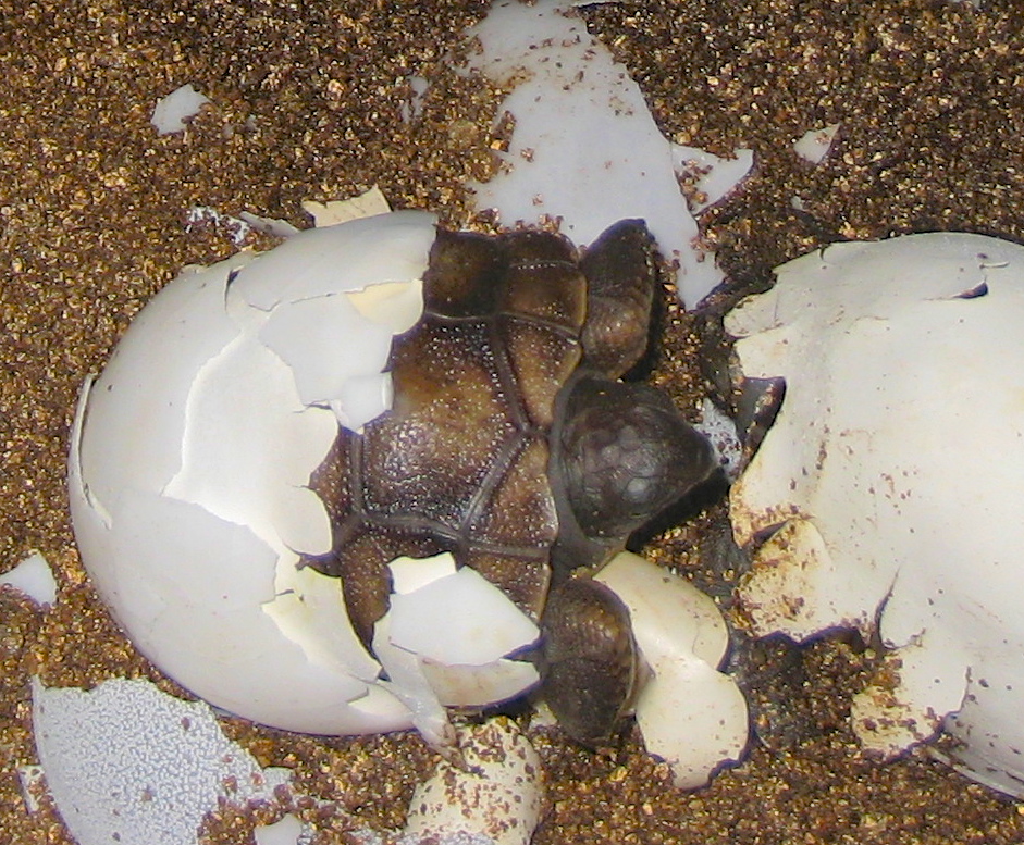 ALDABRA BREEDER