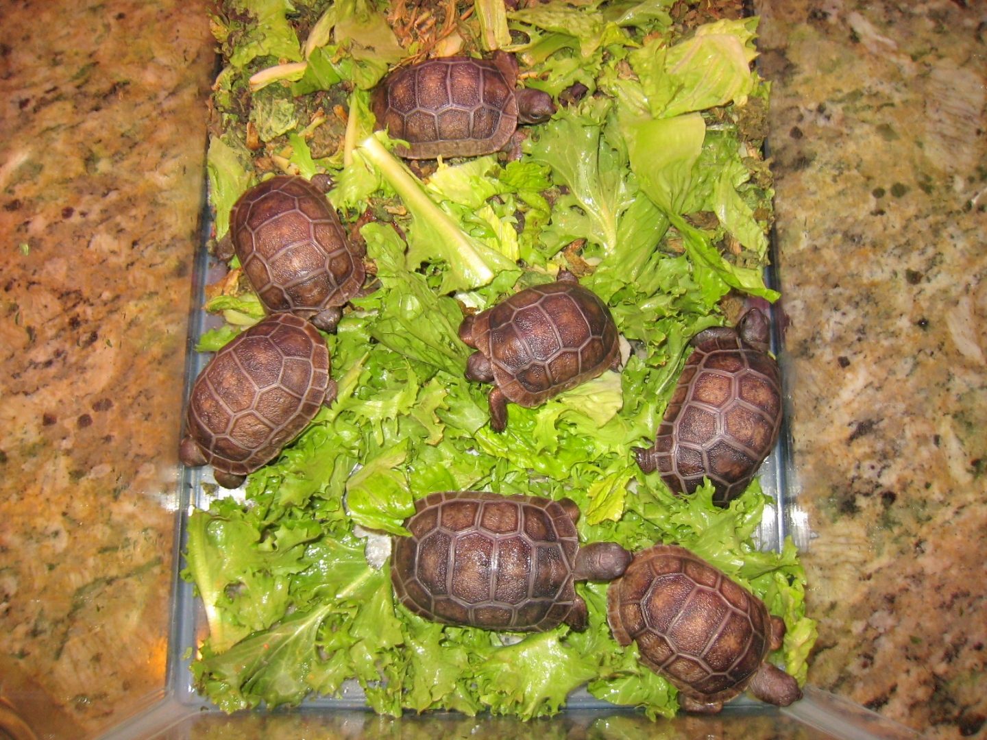 ALDABRA BREEDER