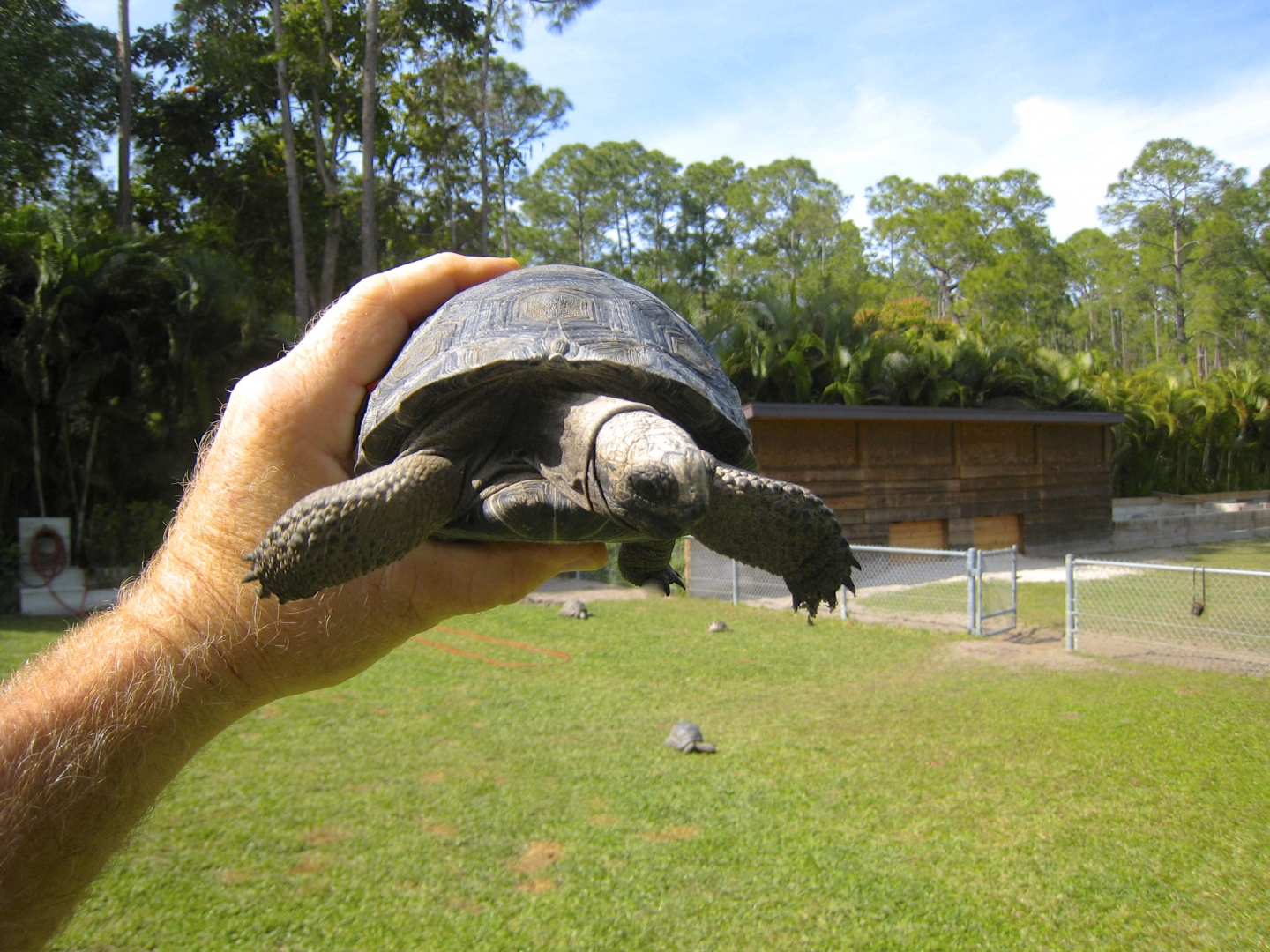 ALDABRA BREEDER