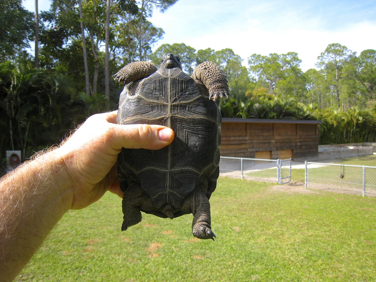 ALDABRA BREEDER