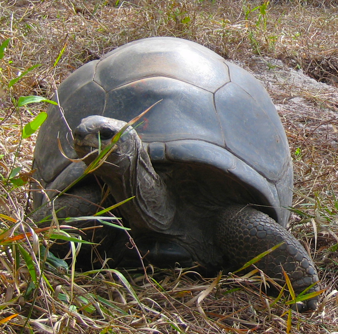 ALDABRA BREEDER