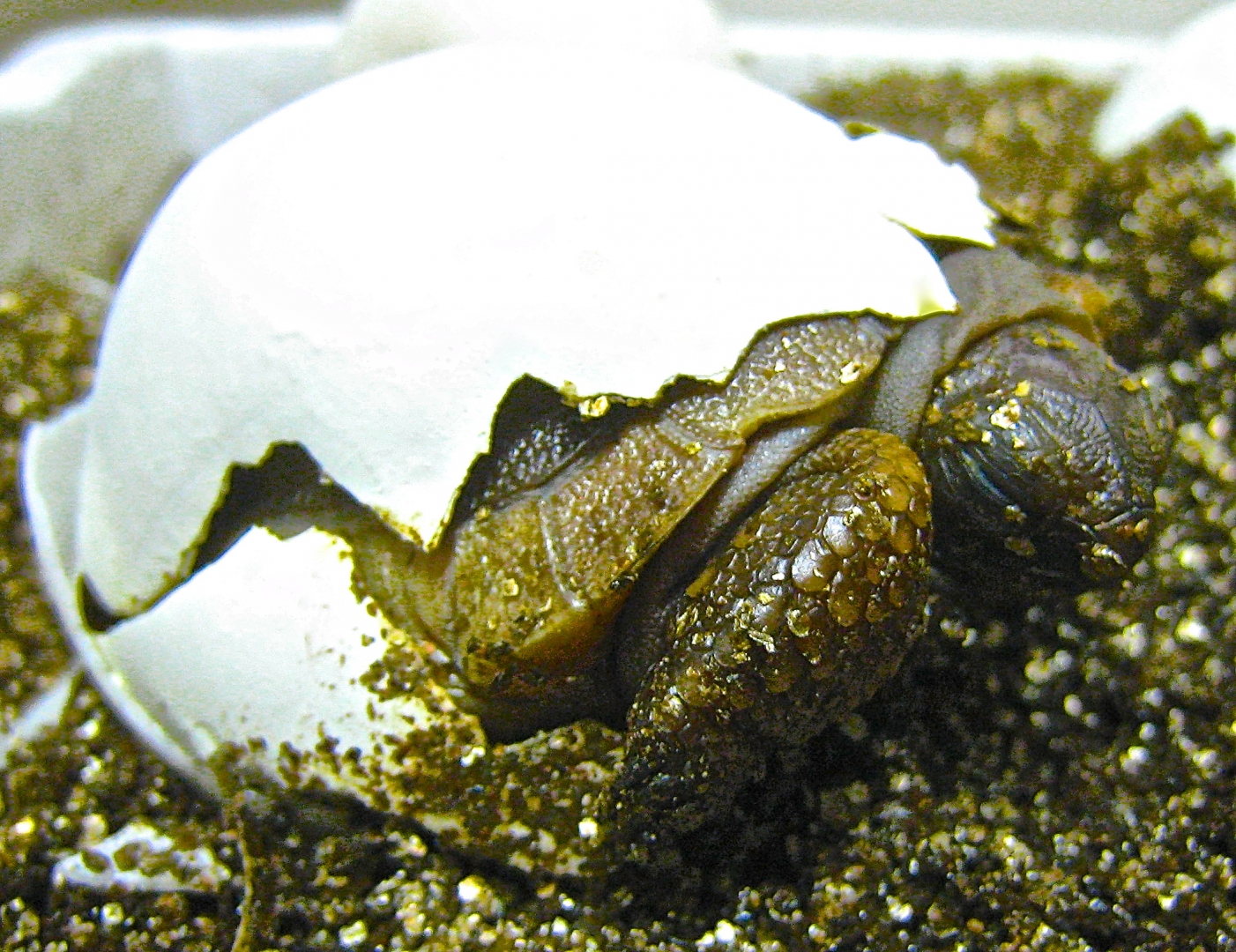 ALDABRA BREEDER