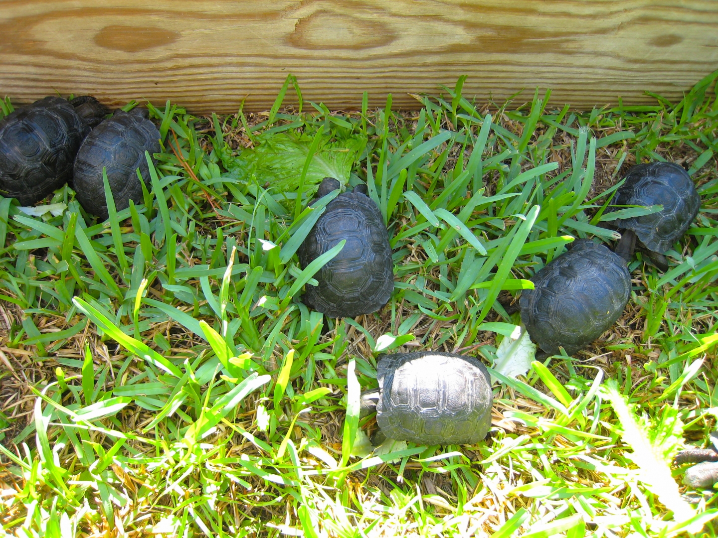 ALDABRA BREEDER