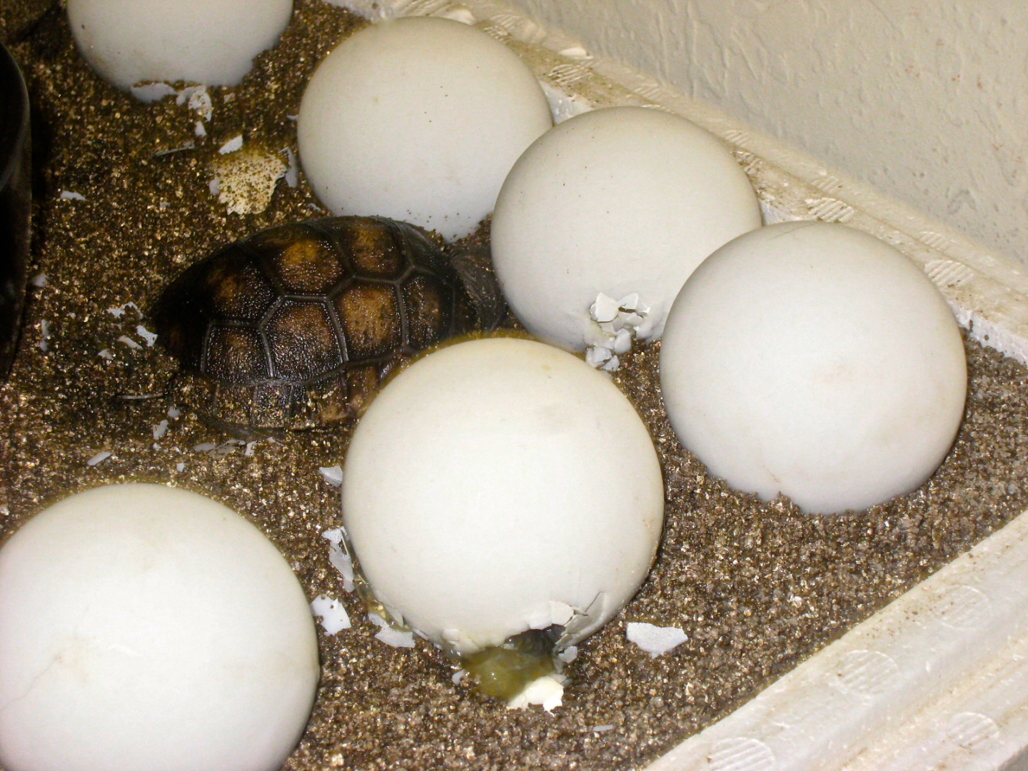 ALDABRA BREEDER