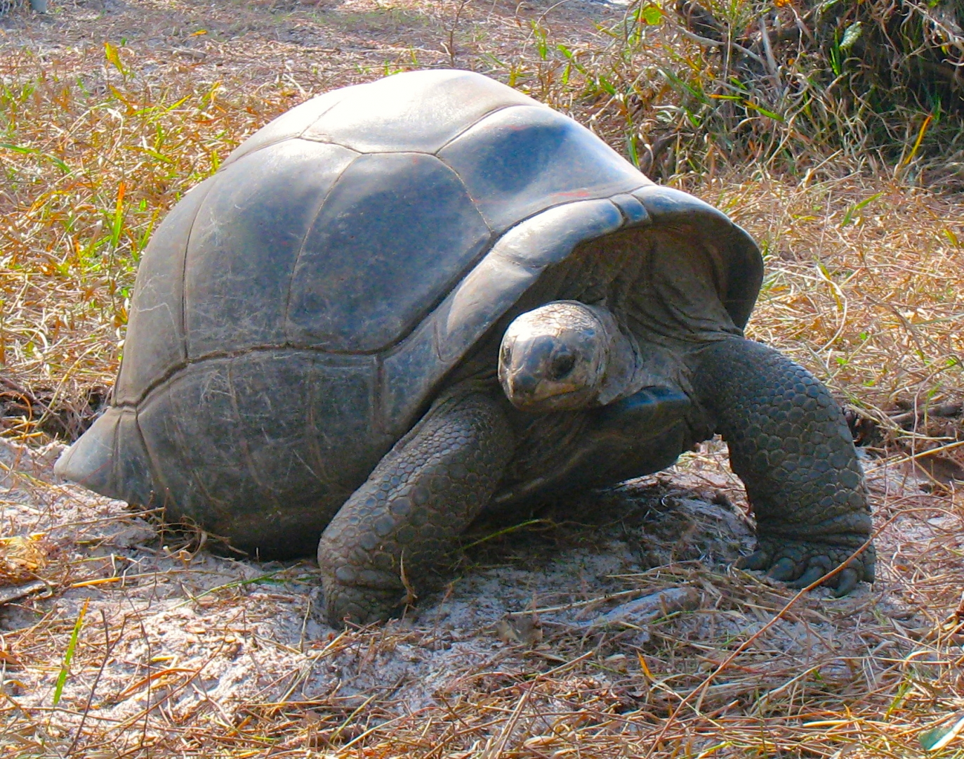 ALDABRA BREEDER