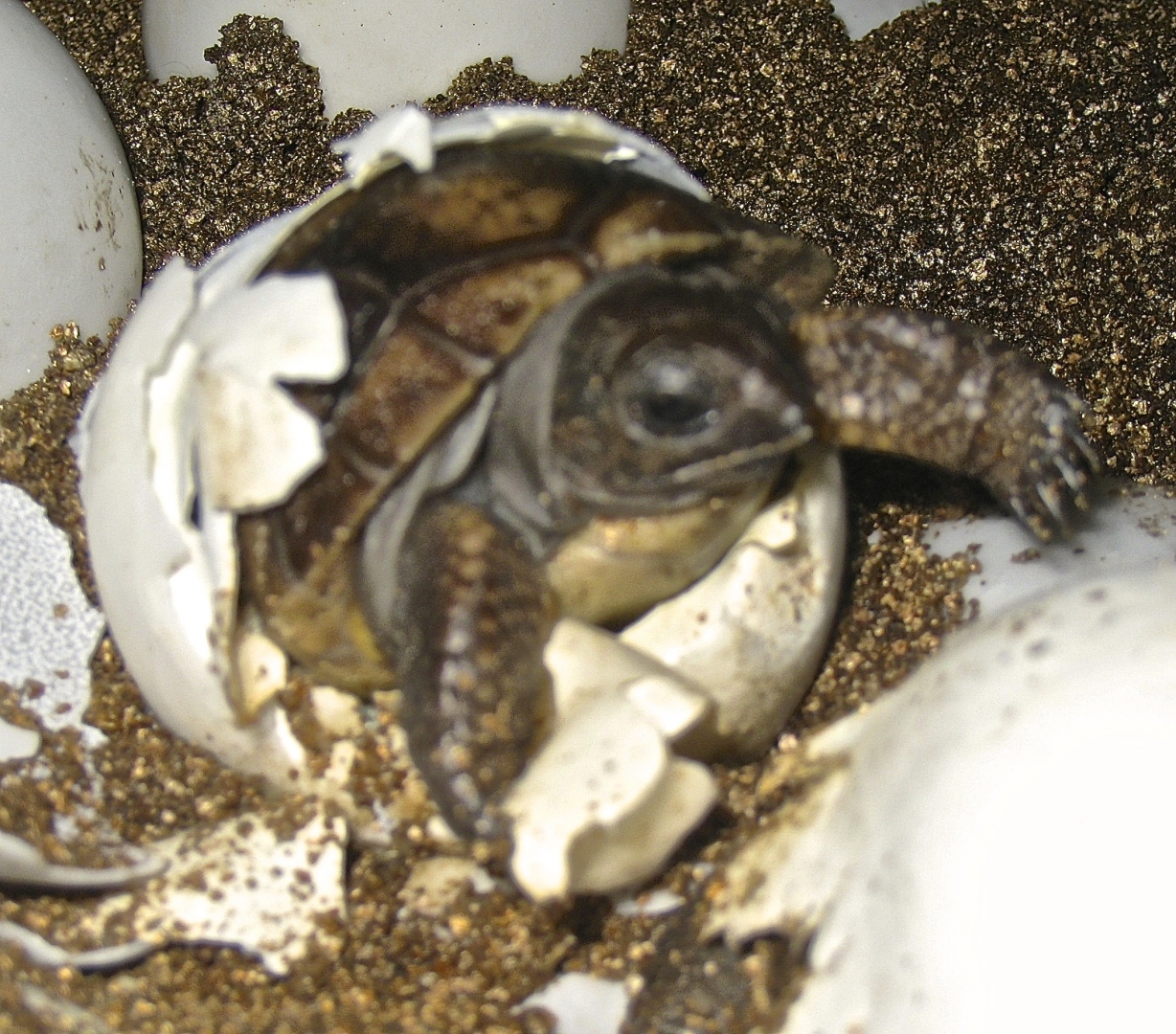 ALDABRA BREEDER