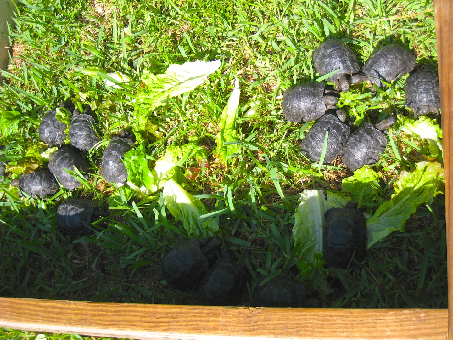 ALDABRA BREEDER