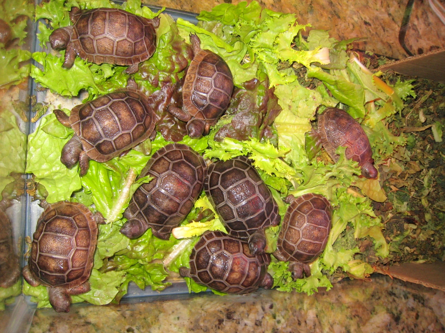 ALDABRA BREEDER