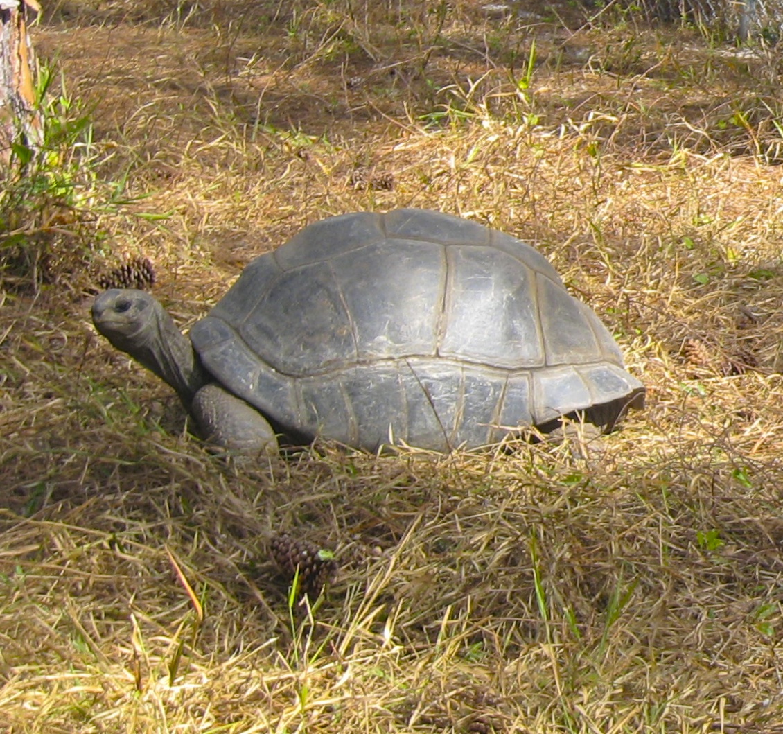 ALDABRA BREEDER