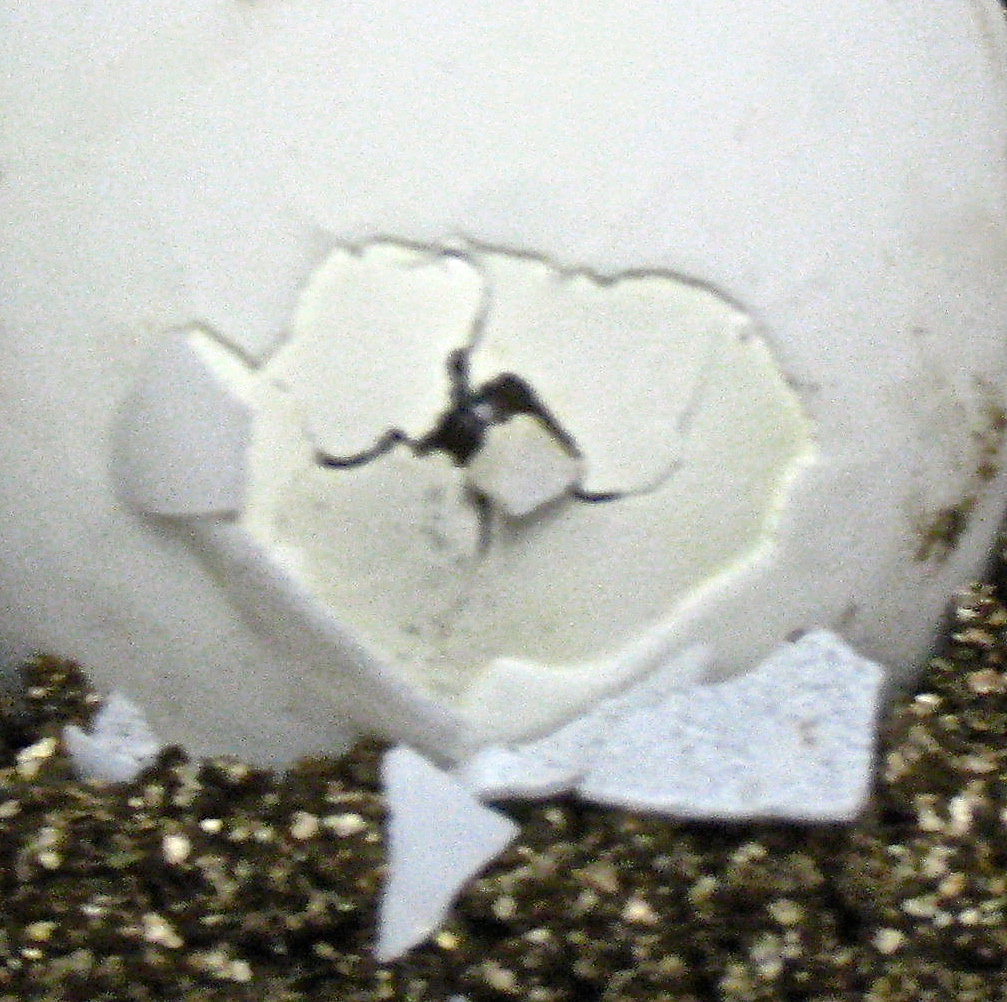 ALDABRA BREEDER