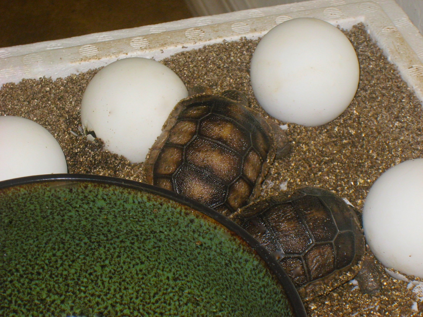 ALDABRA BREEDER