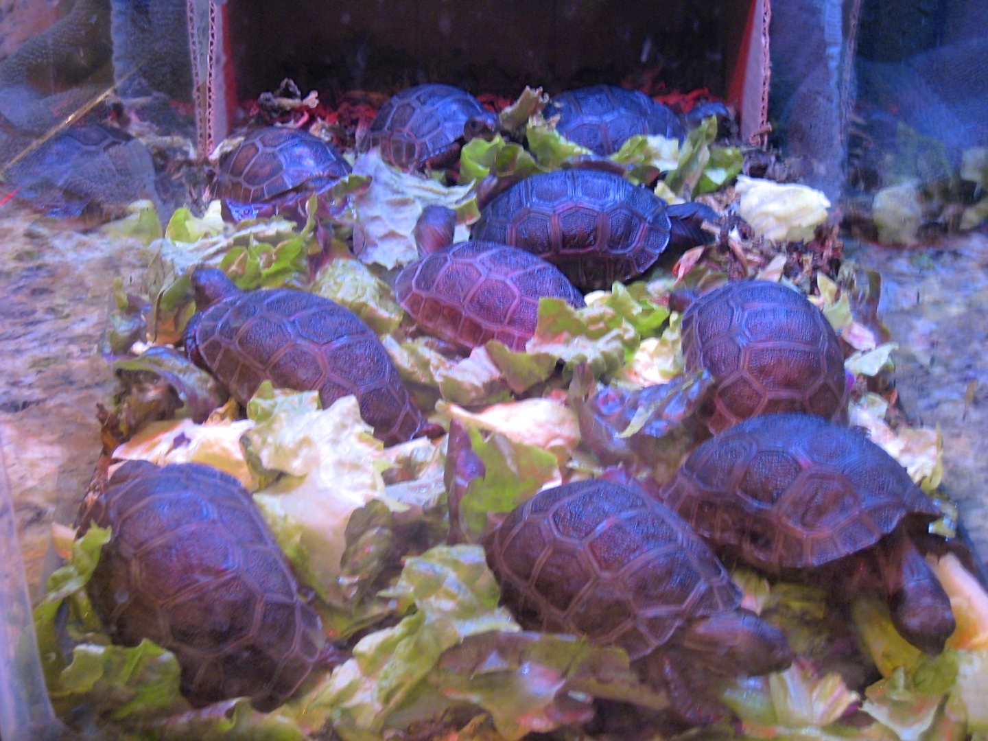 ALDABRA BREEDER