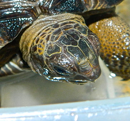 ALDABRA BREEDER