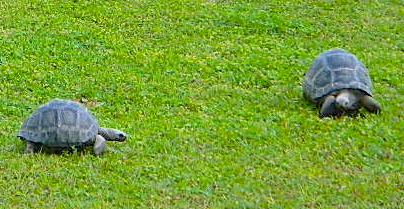 ALDABRA BREEDER