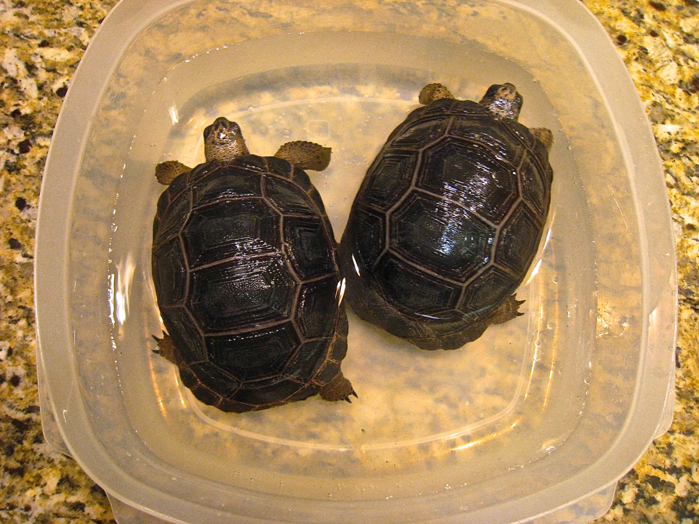 ALDABRA BREEDER