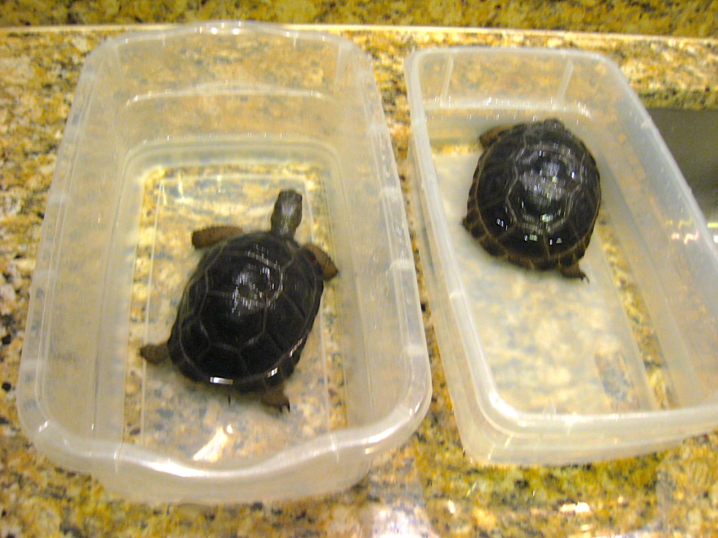 ALDABRA BREEDER