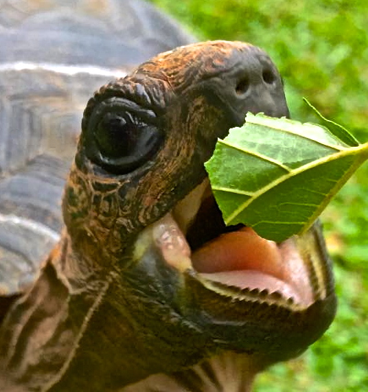 ALDABRA BREEDER