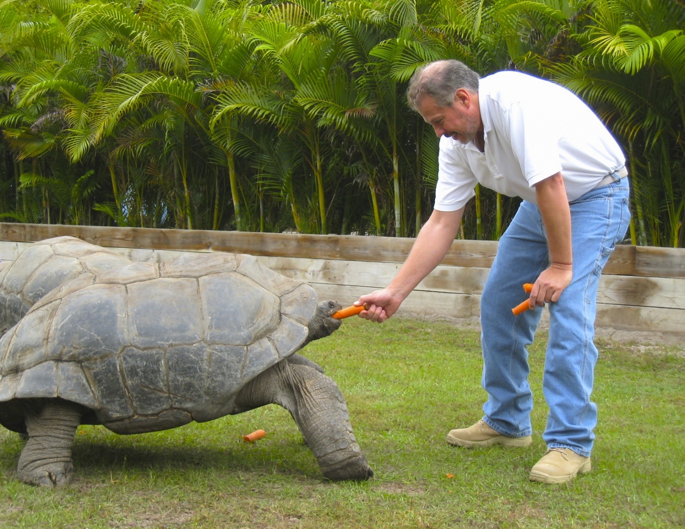ALDABRA BREEDER