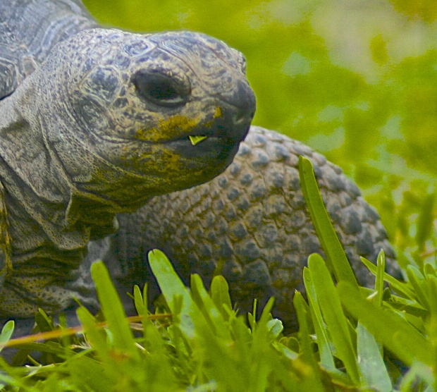 ALDABRA BREEDER