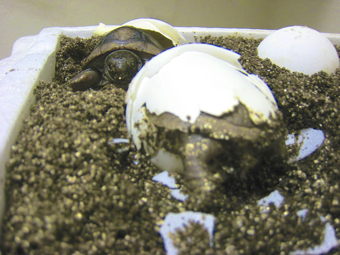 ALDABRA BREEDER