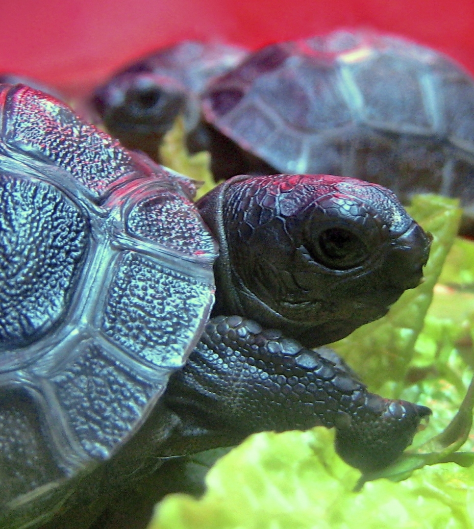 ALDABRA BREEDER